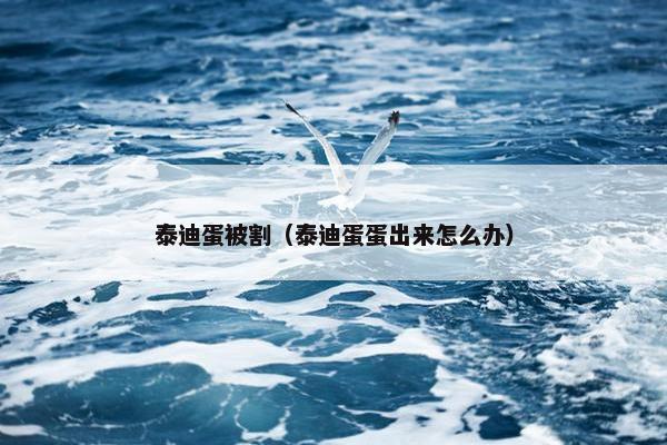 泰迪蛋被割（泰迪蛋蛋出来怎么办）