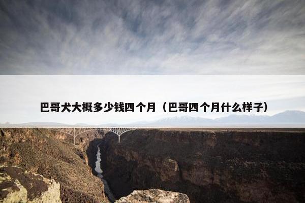 巴哥犬大概多少钱四个月（巴哥四个月什么样子）
