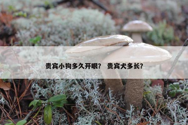 贵宾小狗多久开眼？ 贵宾犬多长？