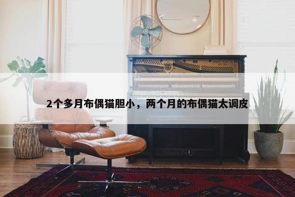 2个多月布偶猫胆小，两个月的布偶猫太调皮