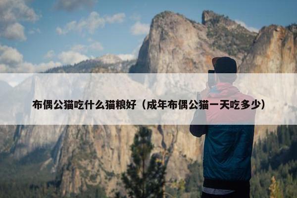 布偶公猫吃什么猫粮好（成年布偶公猫一天吃多少）