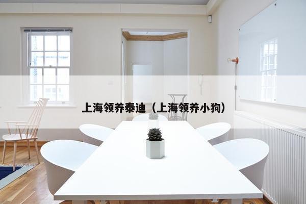 上海领养泰迪（上海领养小狗）
