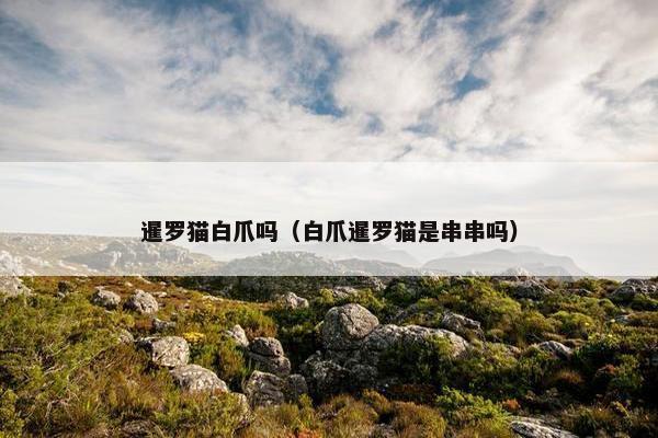 暹罗猫白爪吗（白爪暹罗猫是串串吗）