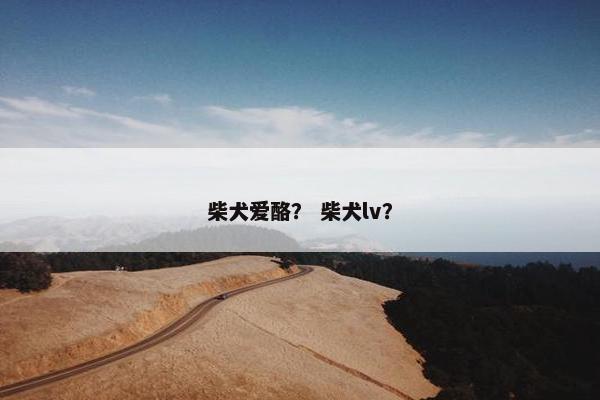柴犬爱酪？ 柴犬lv？