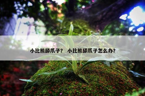 小比熊舔爪子？ 小比熊舔爪子怎么办？