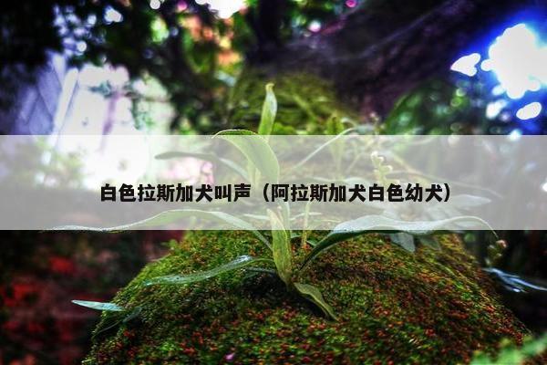 白色拉斯加犬叫声（阿拉斯加犬白色幼犬）