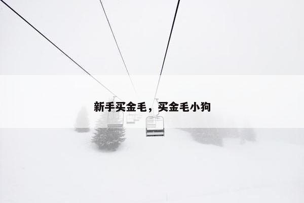 新手买金毛，买金毛小狗