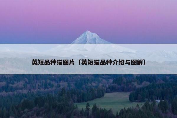 英短品种猫图片（英短猫品种介绍与图解）