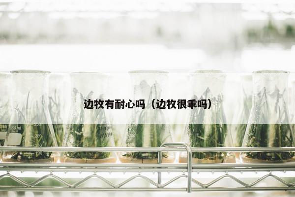 边牧有耐心吗（边牧很乖吗）