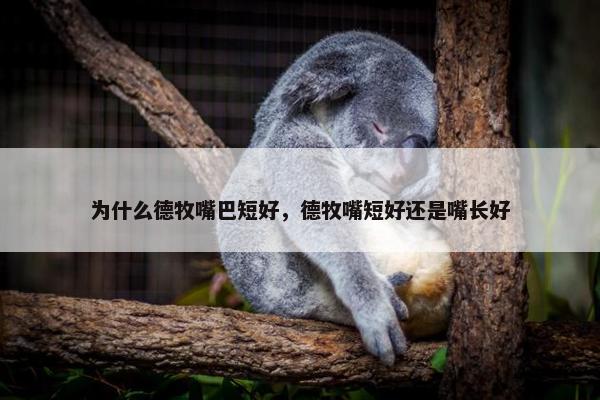 为什么德牧嘴巴短好，德牧嘴短好还是嘴长好