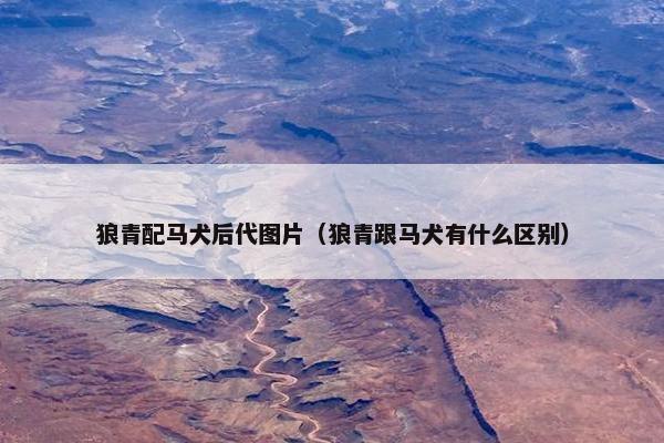 狼青配马犬后代图片（狼青跟马犬有什么区别）