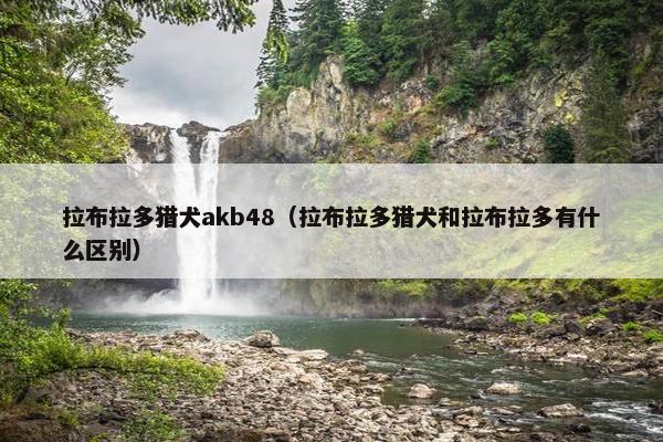 拉布拉多猎犬akb48（拉布拉多猎犬和拉布拉多有什么区别）