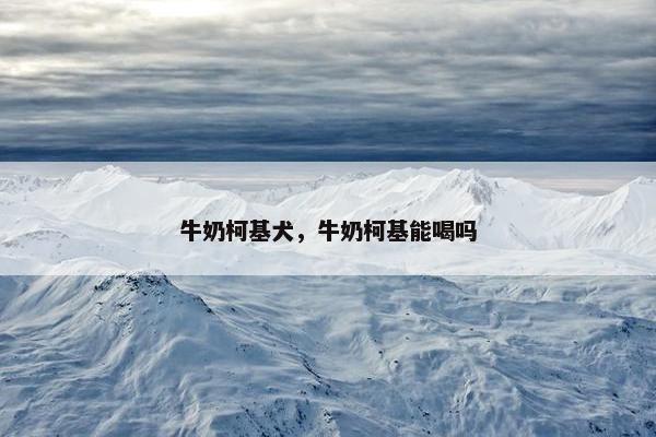 牛奶柯基犬，牛奶柯基能喝吗