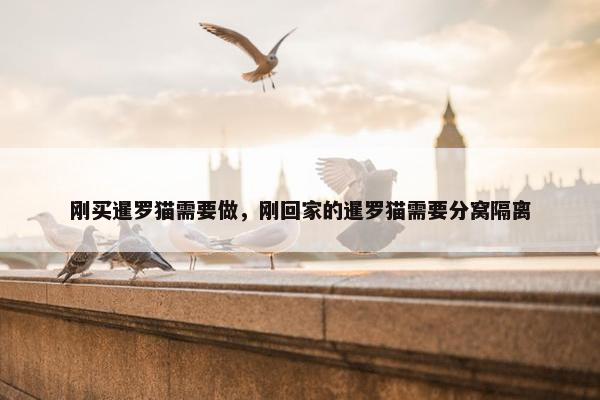 刚买暹罗猫需要做，刚回家的暹罗猫需要分窝隔离