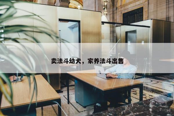 卖法斗幼犬，家养法斗出售