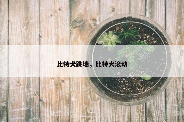 比特犬跳墙，比特犬滚动
