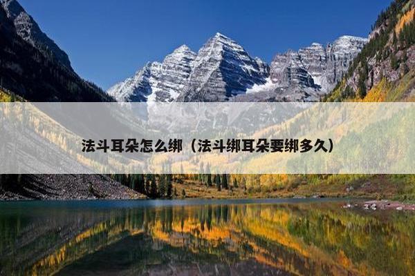 法斗耳朵怎么绑（法斗绑耳朵要绑多久）
