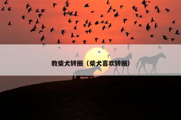 教柴犬转圈（柴犬喜欢转圈）