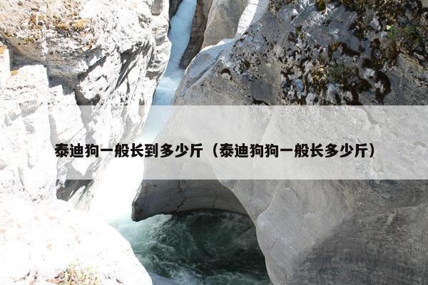 泰迪狗一般长到多少斤（泰迪狗狗一般长多少斤）