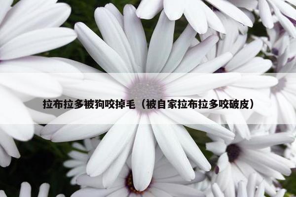 拉布拉多被狗咬掉毛（被自家拉布拉多咬破皮）