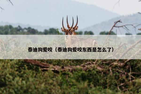 泰迪狗爱咬（泰迪狗爱咬东西是怎么了）