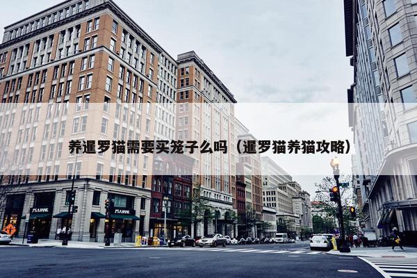 养暹罗猫需要买笼子么吗（暹罗猫养猫攻略）