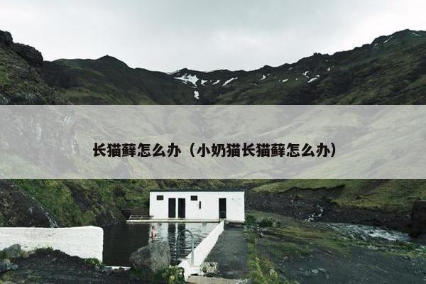 长猫藓怎么办（小奶猫长猫藓怎么办）