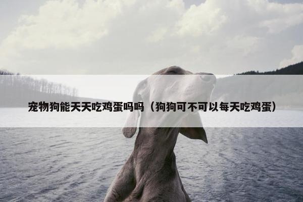宠物狗能天天吃鸡蛋吗吗（狗狗可不可以每天吃鸡蛋）