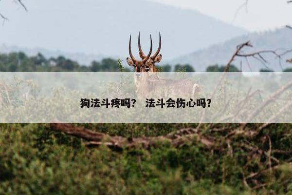 狗法斗疼吗？ 法斗会伤心吗？