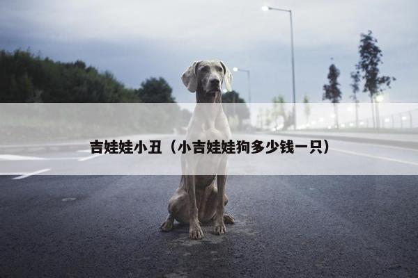 吉娃娃小丑（小吉娃娃狗多少钱一只）