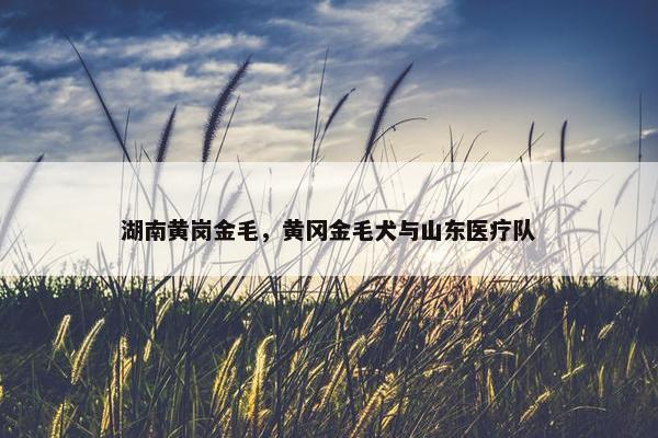 湖南黄岗金毛，黄冈金毛犬与山东医疗队