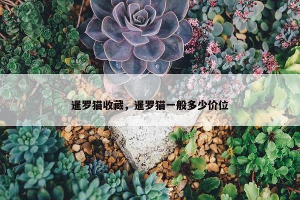 暹罗猫收藏，暹罗猫一般多少价位