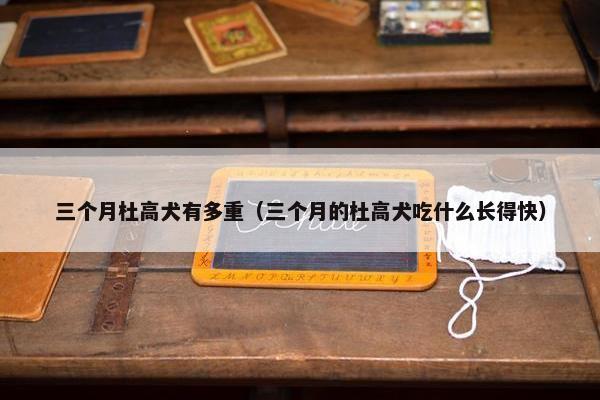 三个月杜高犬有多重（三个月的杜高犬吃什么长得快）