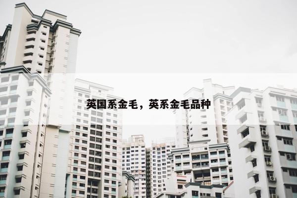 英国系金毛，英系金毛品种