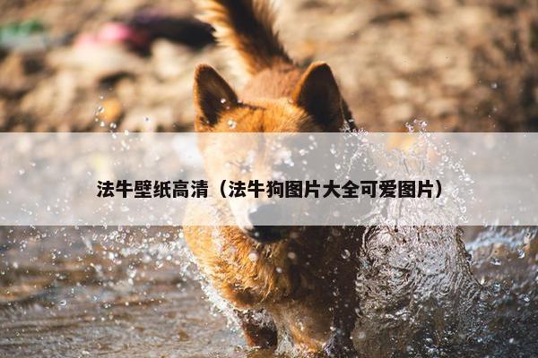 法牛壁纸高清（法牛狗图片大全可爱图片）