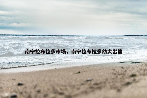 南宁拉布拉多市场，南宁拉布拉多幼犬出售