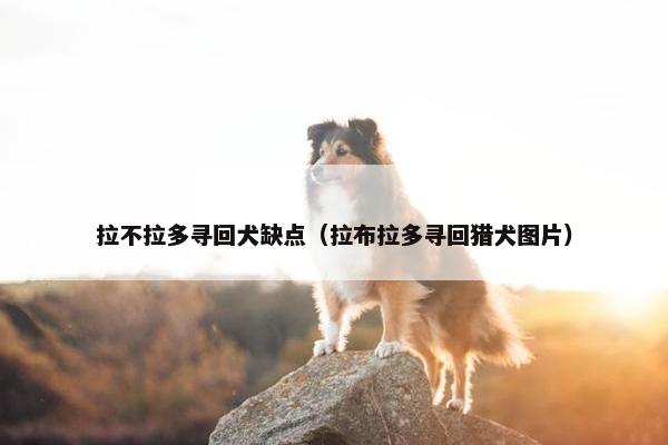 拉不拉多寻回犬缺点（拉布拉多寻回猎犬图片）