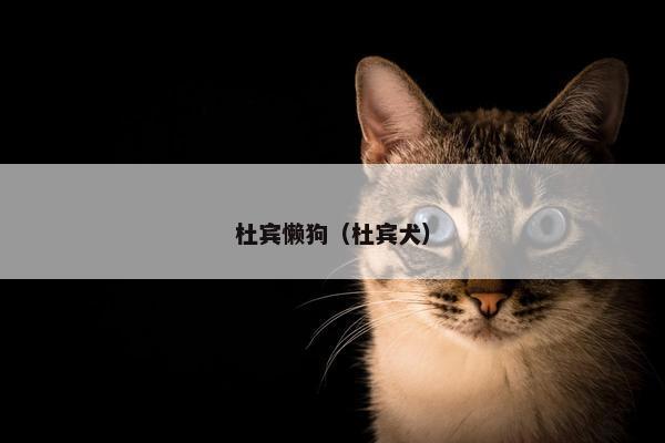 杜宾懒狗（杜宾犬）
