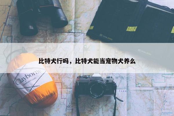 比特犬行吗，比特犬能当宠物犬养么