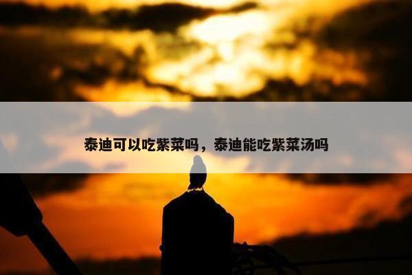 泰迪可以吃紫菜吗，泰迪能吃紫菜汤吗