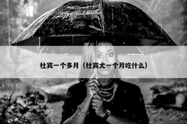 杜宾一个多月（杜宾犬一个月吃什么）