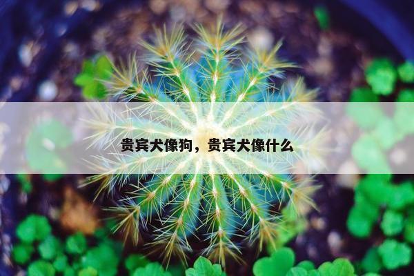 贵宾犬像狗，贵宾犬像什么