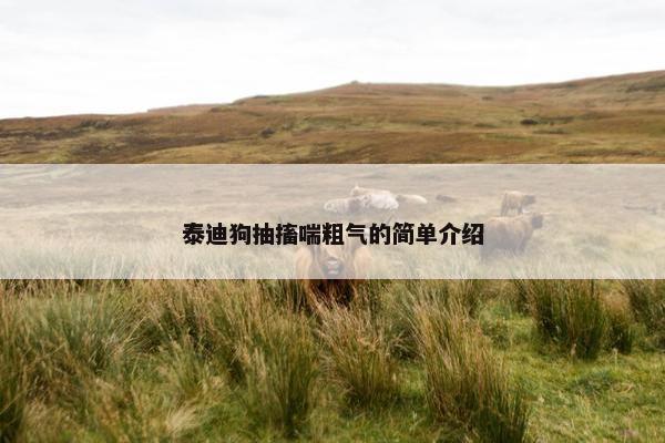 泰迪狗抽搐喘粗气的简单介绍