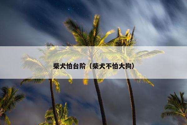 柴犬怕台阶（柴犬不怕大狗）