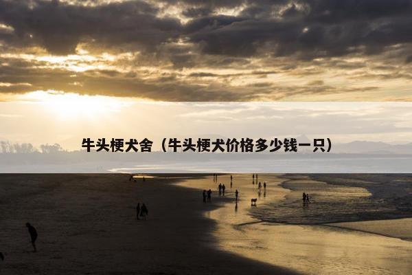 牛头梗犬舍（牛头梗犬价格多少钱一只）