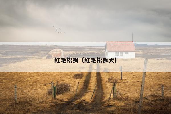 红毛松狮（红毛松狮犬）