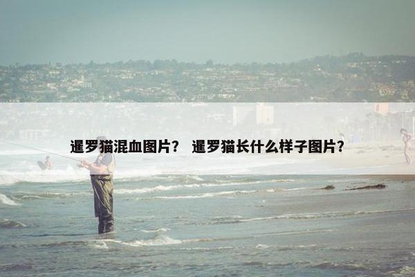 暹罗猫混血图片？ 暹罗猫长什么样子图片？