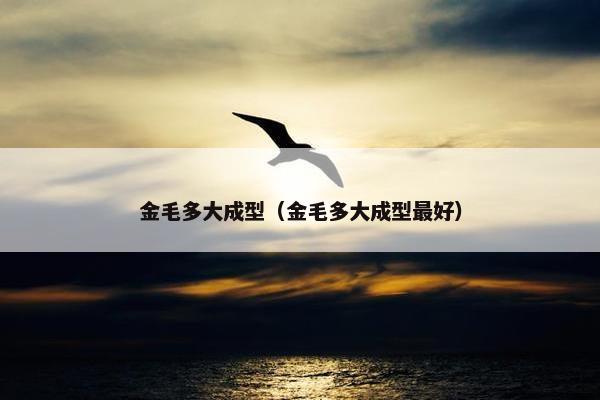 金毛多大成型（金毛多大成型最好）