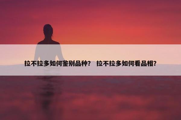 拉不拉多如何鉴别品种？ 拉不拉多如何看品相？