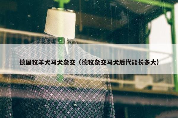 德国牧羊犬马犬杂交（德牧杂交马犬后代能长多大）